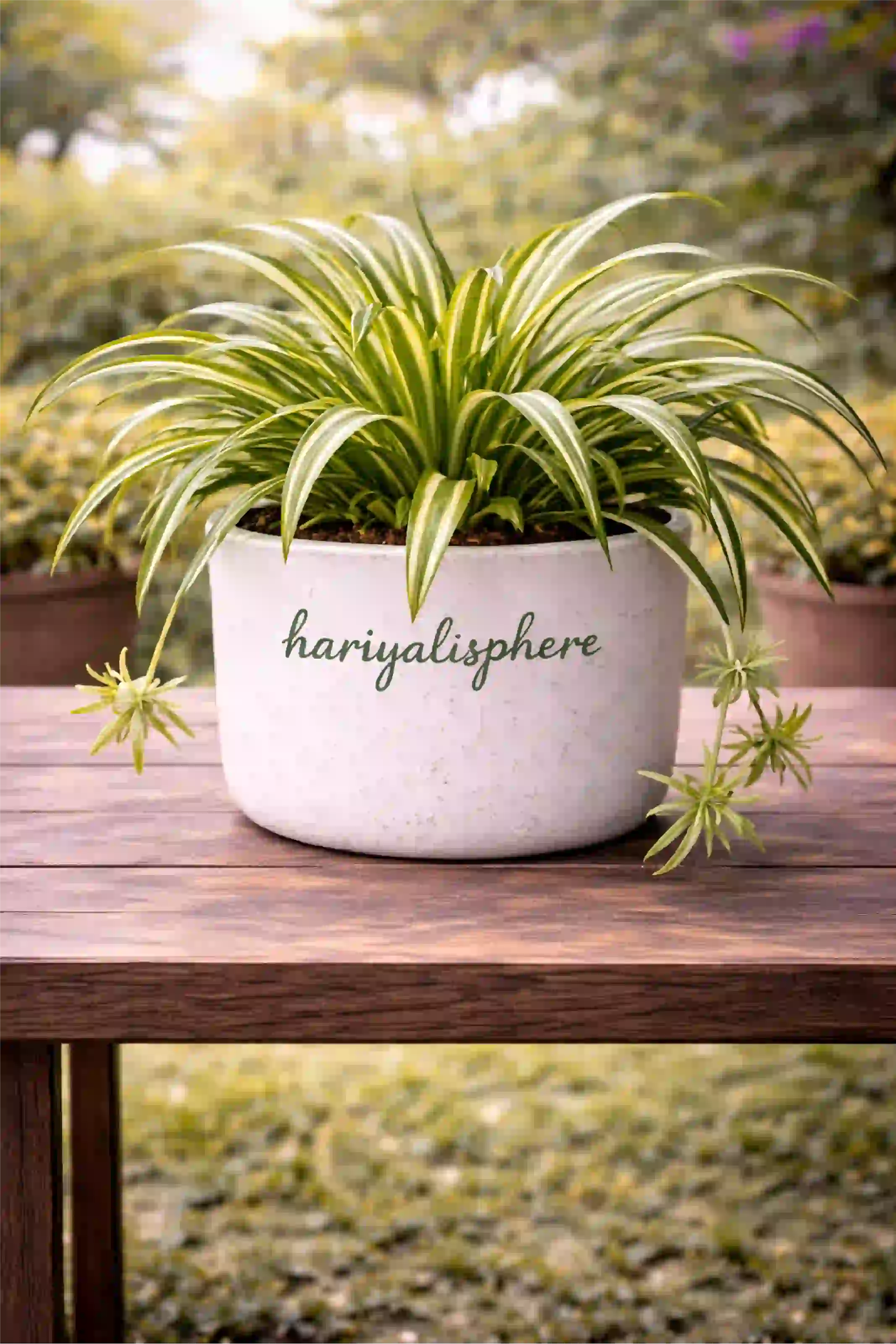 Spider Plant